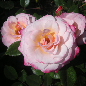 Miniature - Ruža - Portofino™ - Narudžba ruža